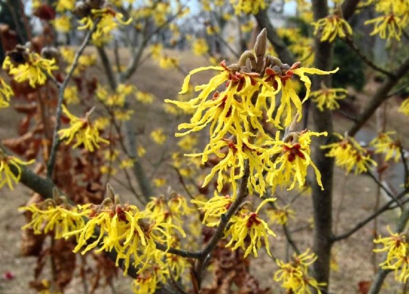 witchhazel