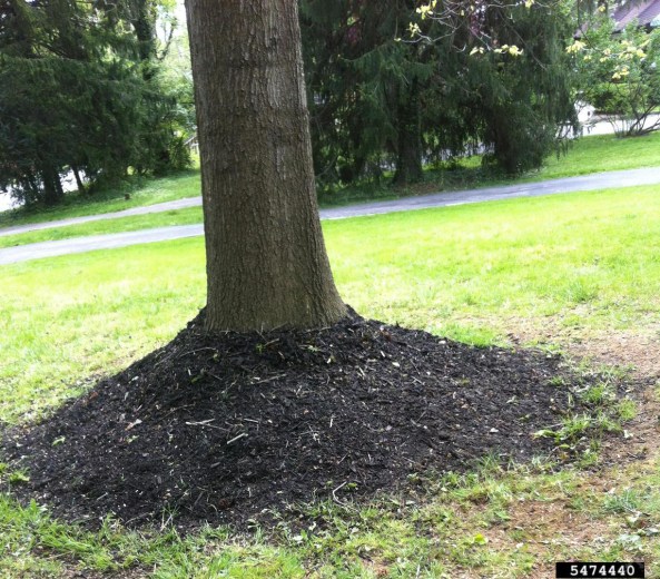 Stephen Curry, Lower Merion Twp., Bugwood.org