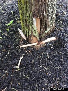 Stephen Curry, Lower Merion Twp., Bugwood.org