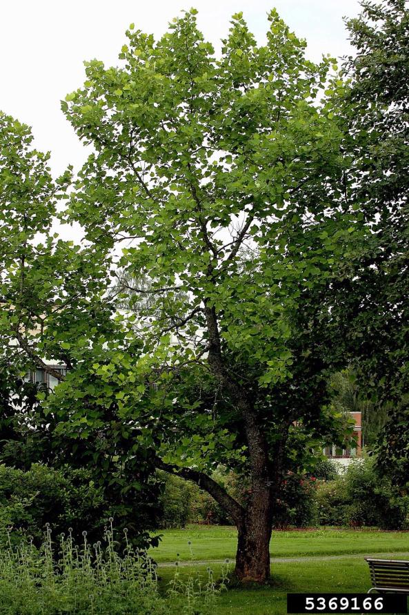 Bonsak Hammeraas, Bioforsk - Norwegian Institute for Agricultural and Environmental Research, Bugwood.org