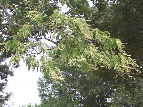 Oxydendrum arboreum. leaves and flowers, 7/15