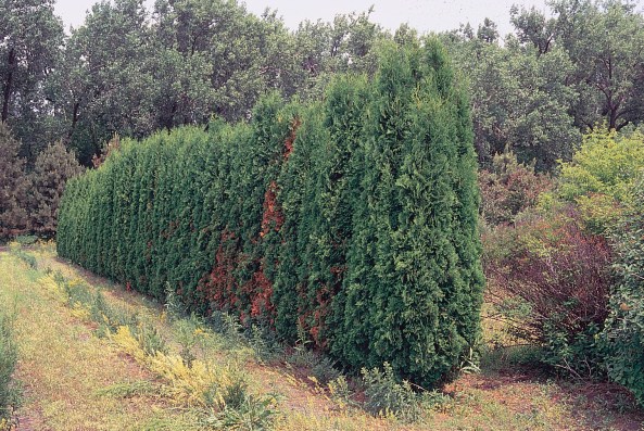 thuja