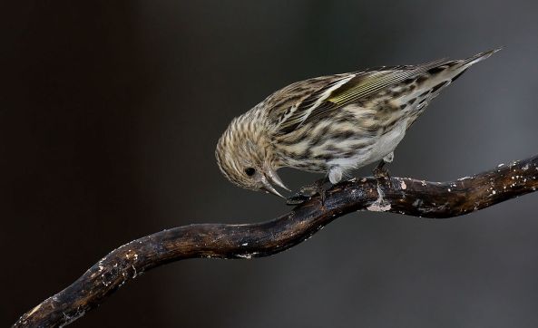 PineSiskin