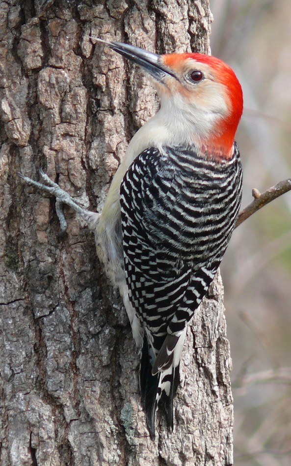 Red-bellied_Woodpecker