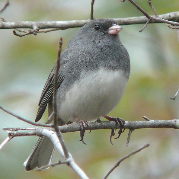 Dark eyed Junco