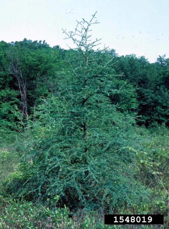 larix laricina