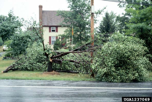 Rich Mason, US Fish and Wildlife Service, Bugwood.org