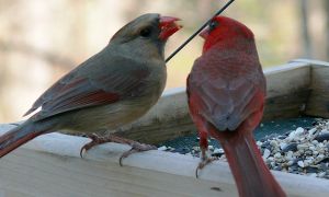 northern_cardinal_pair