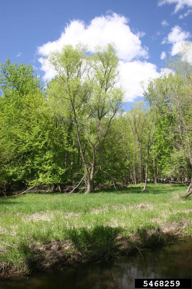 Black Willow Tree How To Identify & Propagate Black Willow (Salix
